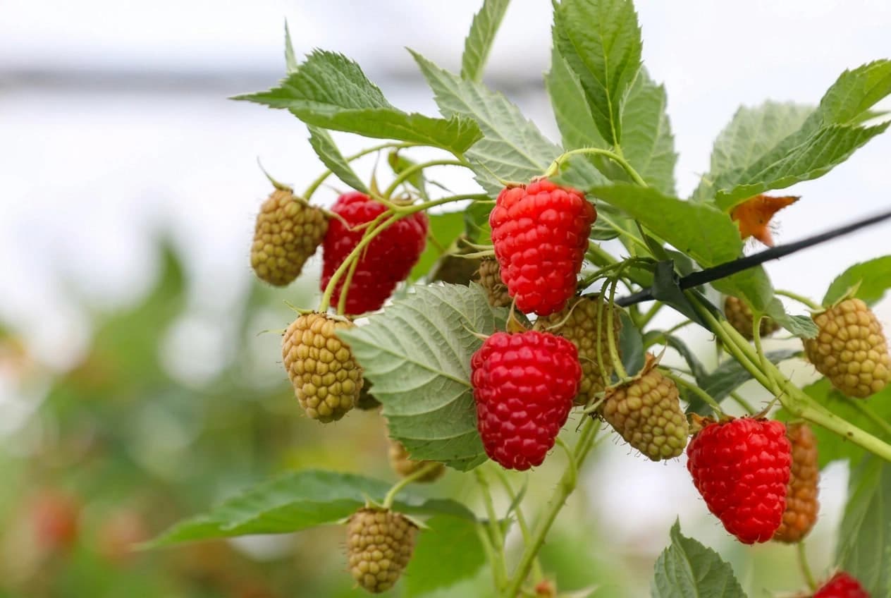 raspberries Alegria