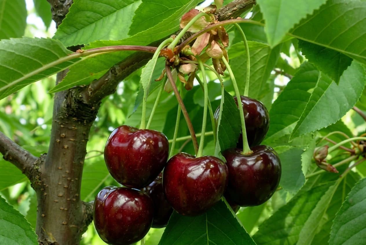 cherries Kordia (Attika)
